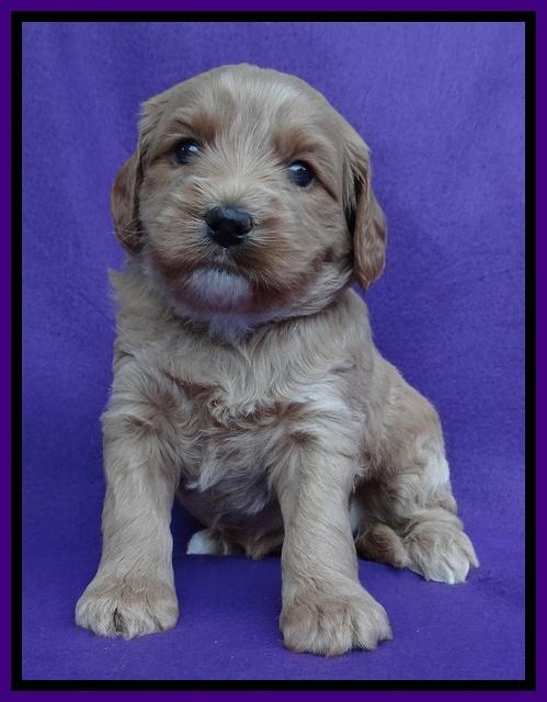 Sandy Blaze pups 4 wks old 151