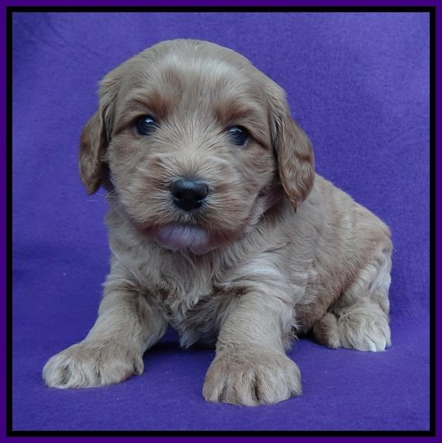 Sandy Blaze pups 4 wks old 161