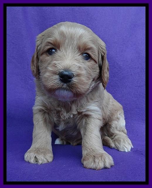 Sandy Blaze pups 4 wks old 171