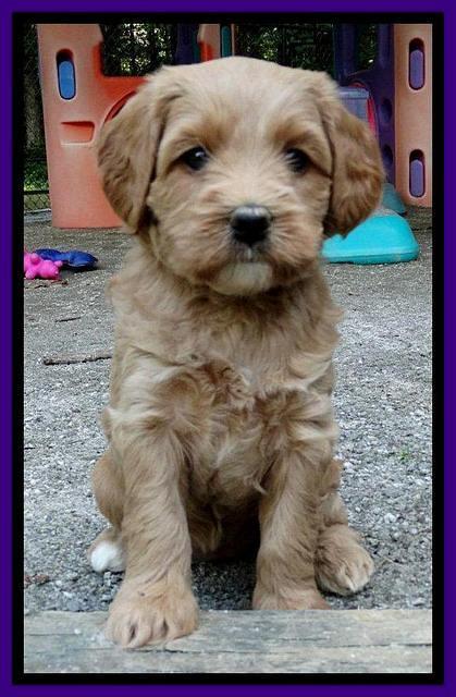 Sandy Blaze pups 5 weeks old 191