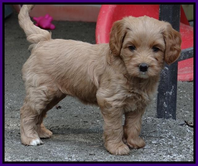 Sandy Blaze pups 5 wks old 241