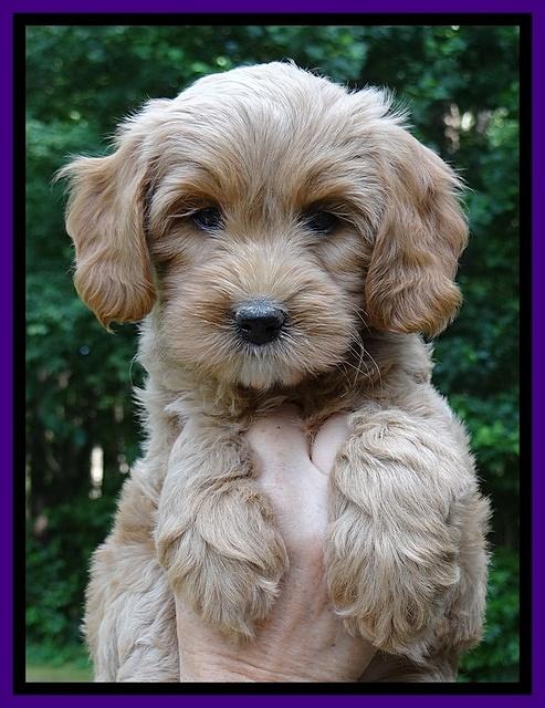Sandy Blaze pups 7 wks old 151