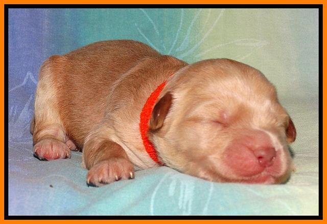 Sandi Blaze pups 1 wk old 191