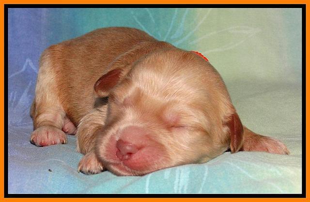 Sandi Blaze pups 1 wk old 211