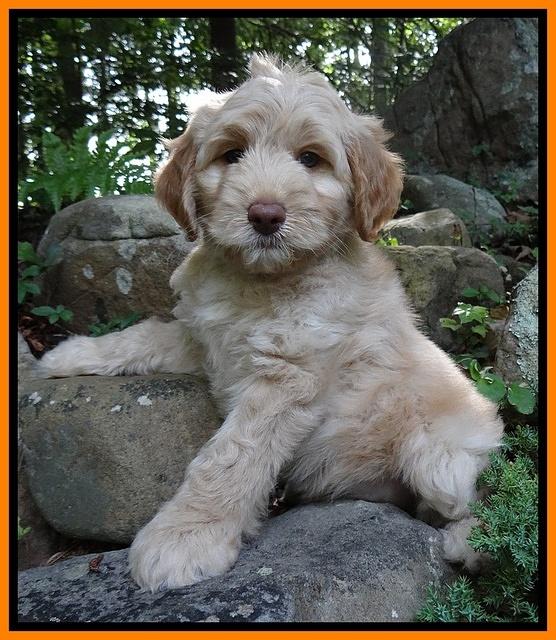 Sandi Blaze pups 8 wks old 92