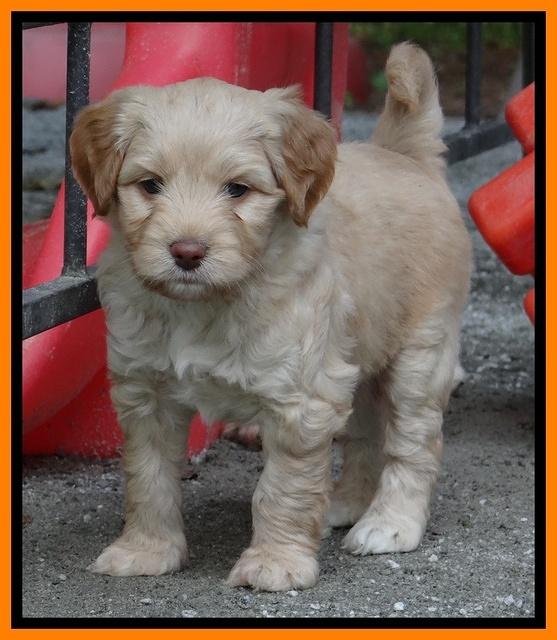 Sandy Blaze pups 5 wks old 301