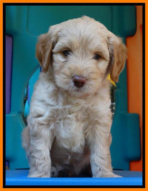 Sandy Blaze pups 6 wks old 211