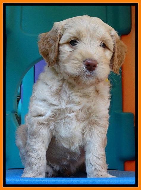 Sandy Blaze pups 6 wks old 221