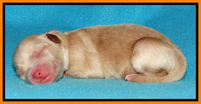 Sandy Blaze pups newborn 1 day old 131