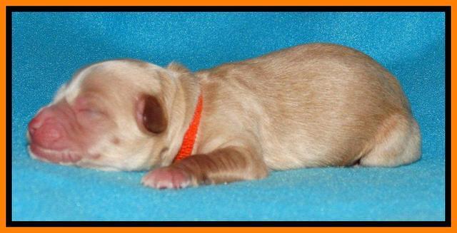 Sandy Blaze pups newborn 1 day old 141