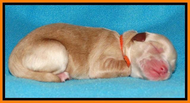 Sandy Blaze pups newborn 1 day old 151