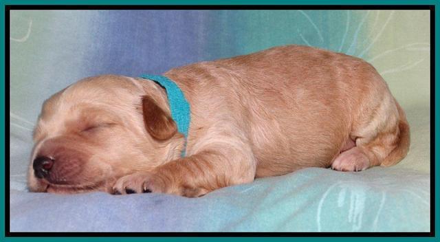 Sandi Blaze pups 1 wk old 171