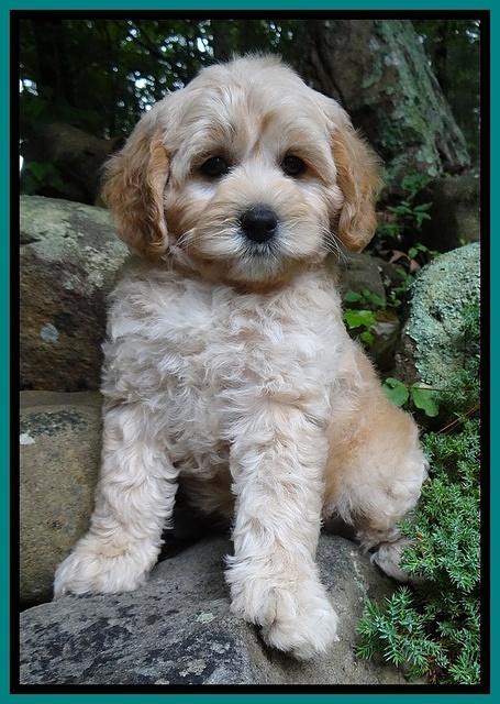 Sandi Blaze pups 8 wks old 31