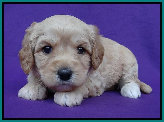Sandy Blaze pups 4 wks old 211