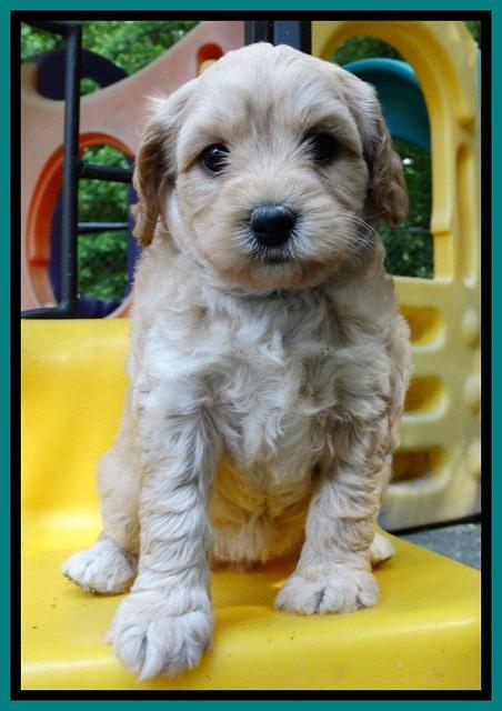 Sandy Blaze pups 5 weeks old 271