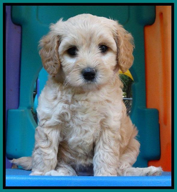 Sandy Blaze pups 6 wks old 171