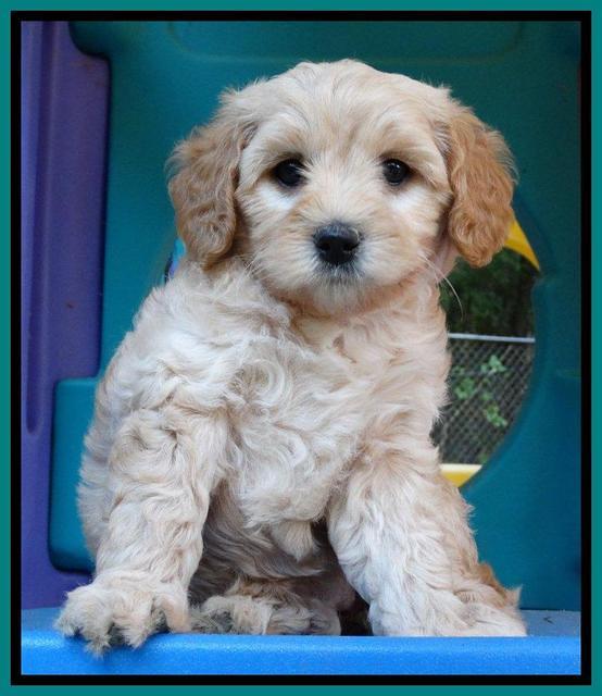 Sandy Blaze pups 6 wks old 191