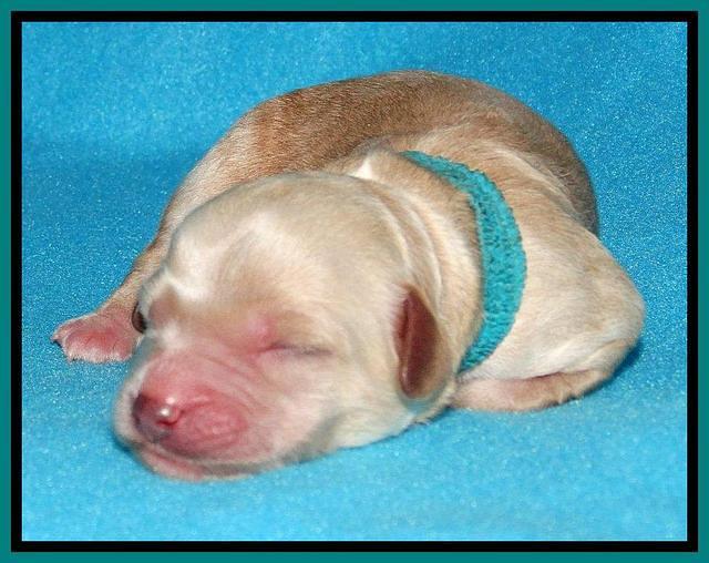 Sandy Blaze pups newborn 1 day old 111