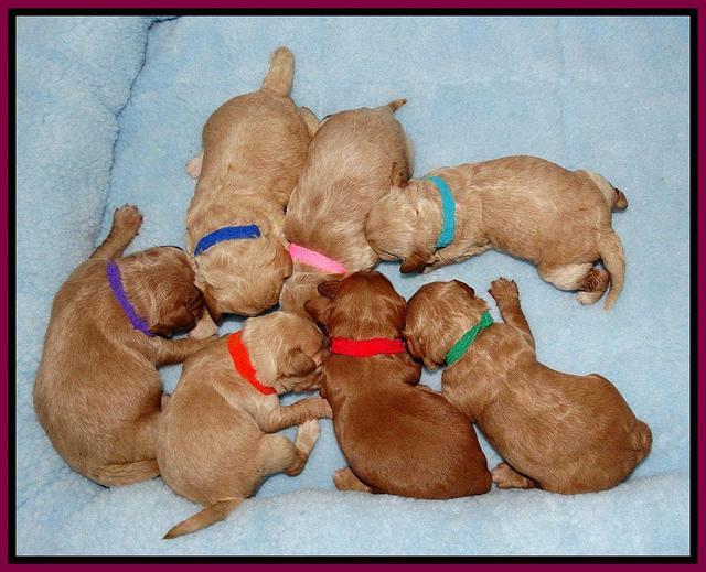Sandi Blaze pups 1 wk old 221