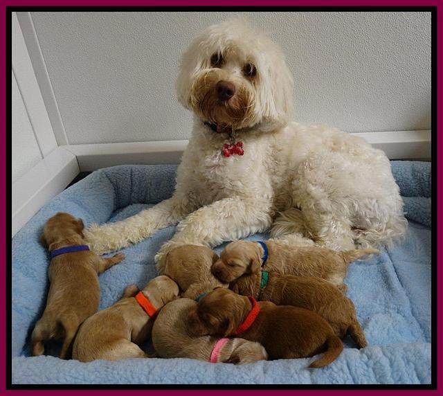 Sandi Blaze pups 1 wk old 231