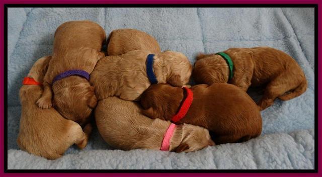 Sandi Blaze pups 1 wk old 241
