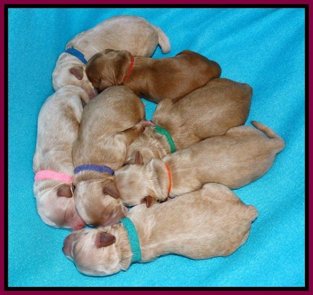Sandy Blaze pups newborn 1 day old 171