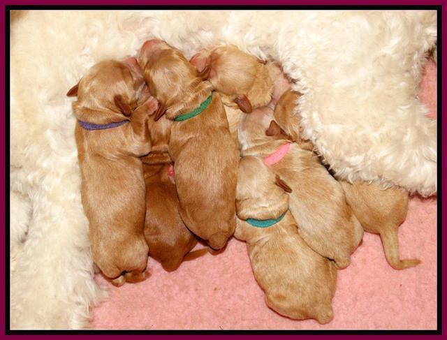 Sandy Blaze pups newborn 1 day old 191