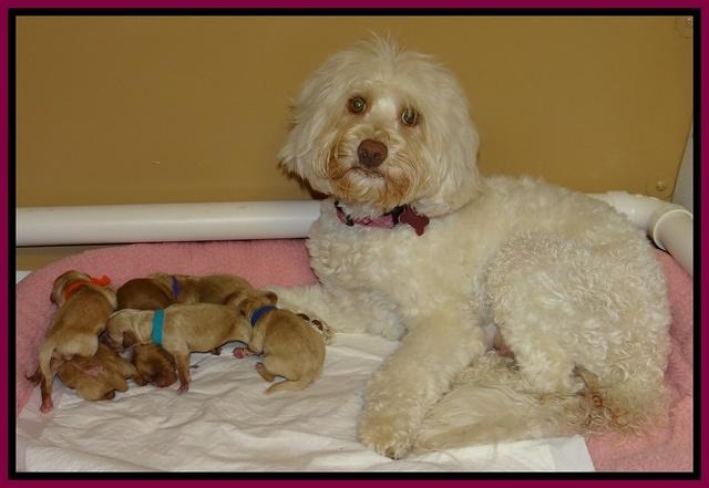 Sandy Blaze pups newborn 11