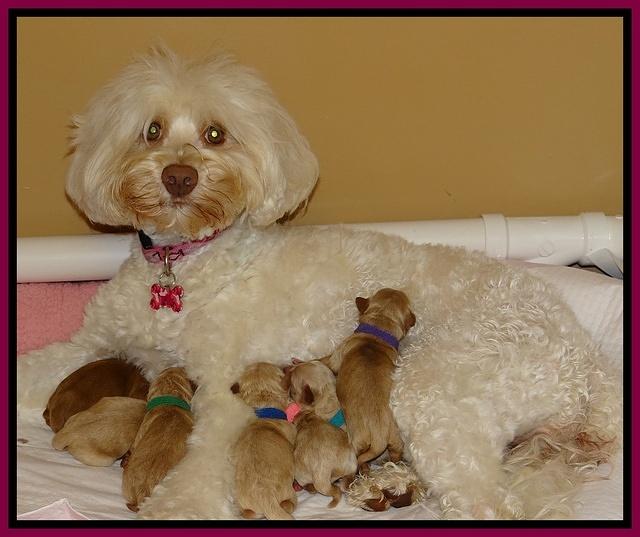 Sandy Blaze pups newborn 41