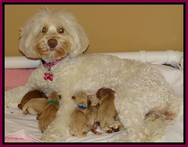Sandy Blaze pups newborn 51