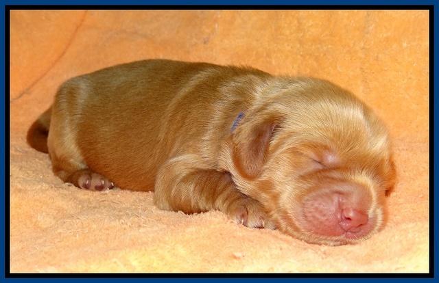 Penny Champ pups 1 wk old 11