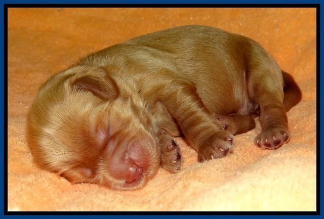 Penny Champ pups 1 wk old 21