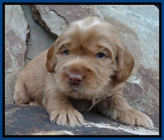 Penny Champ pups 3 wks old 21