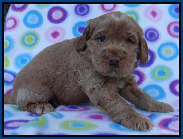 Penny Champ pups 4 wks old 11