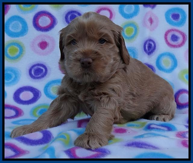 Penny Champ pups 4 wks old 21