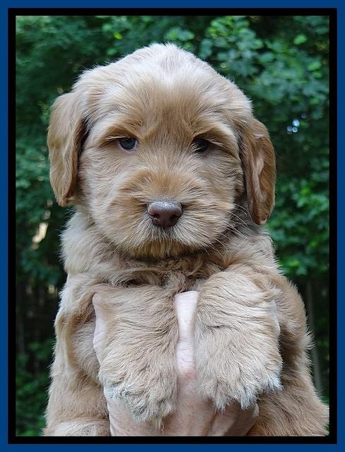 Penny Champ pups 6 wks old 111