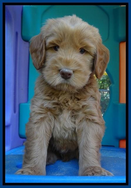 Penny Champ pups 6 wks old 121