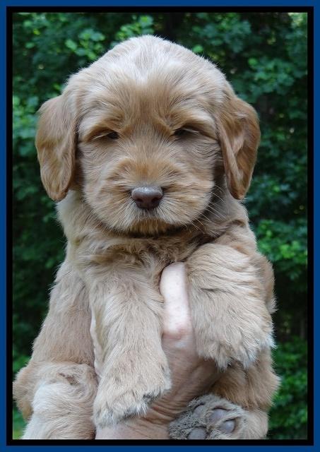 Penny Champ pups 6 wks old 91