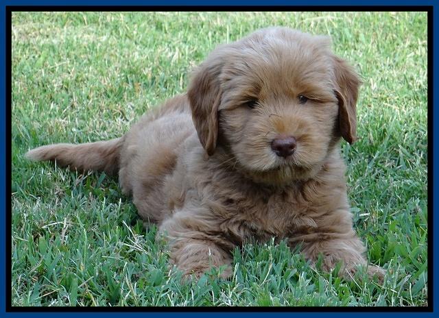 Penny Champ pups 7 weeks old 11