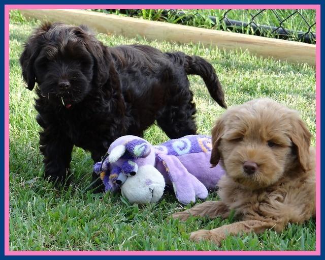 Penny Champ pups 7 weeks old 61