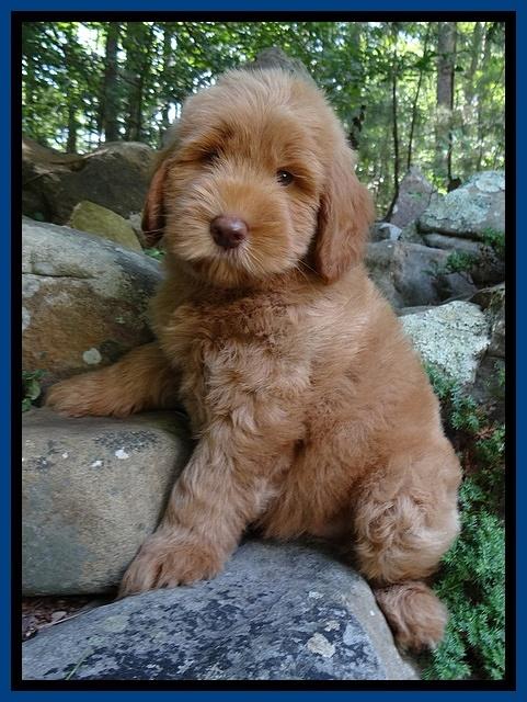 Penny Champ pups 8 weeks old 120