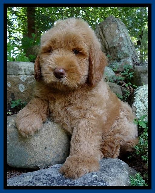 Penny Champ pups 8 weeks old 220