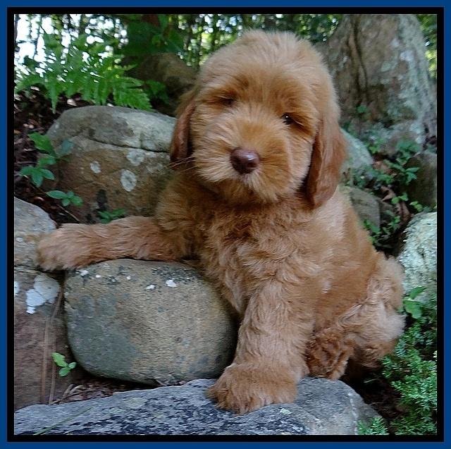 Penny Champ pups 8 weeks old 320