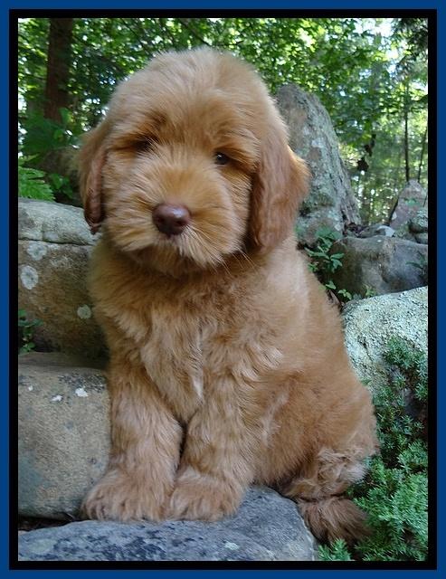 Penny Champ pups 8 weeks old 420