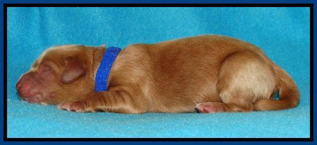 Penny Champ pups newborn 41