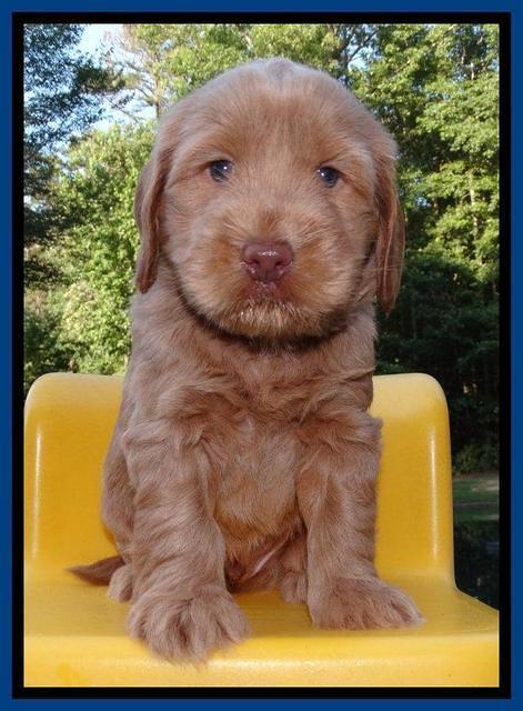 Penny Champion pups 5 wks old 31