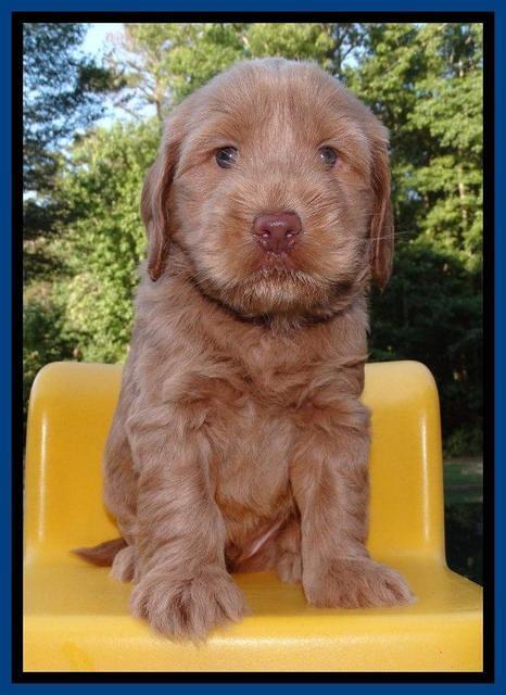 Penny Champion pups 5 wks old 41