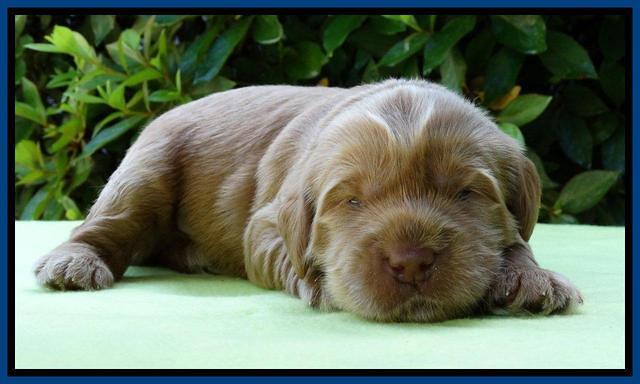 Penny Champ 2 weeks old 31