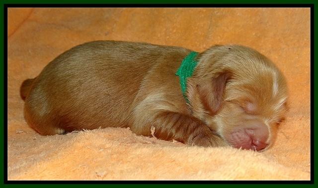 Penny Champ pups 1 wk old 71