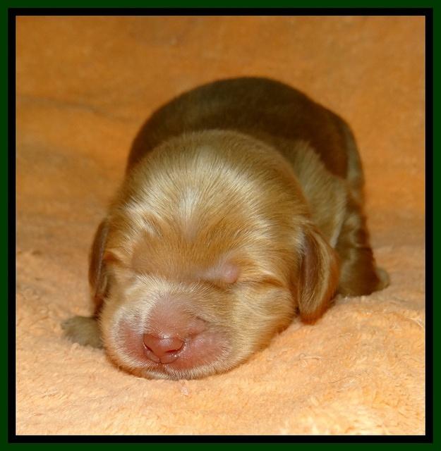 Penny Champ pups 1 wk old 91